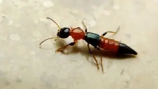 Paederus littoralis - Uferkurzflügler / Rove Beetle