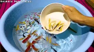Big Python Cute Baby Ranchu Goldfish Molly Ping Pong Angelfish Cichlid Koi Carp Fish animals Videos