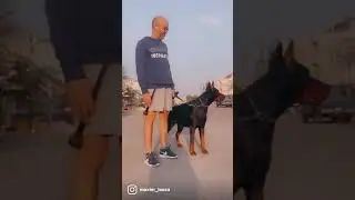 Maxim the Doberman perfect protection dog #doberman #beast