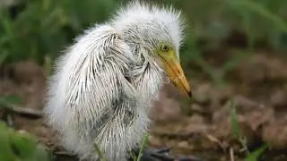 lonely baby egret