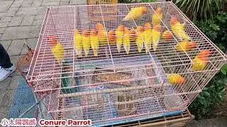 香港旺角雀仔街小太陽鸚鵡。Conure Parrot in Bird Market, Bird, pet 雀鳥 寵物