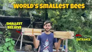Kerala Stingless Bees in Jammu & Kashmir | World&rsquo;s Smallest Bees in My Backyard