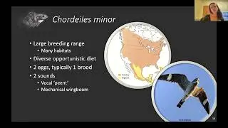 Shining a Light on Common Nighthawk Conservation - Dr. Elly Night