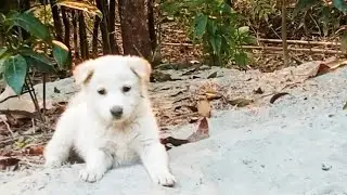 Cute White Puppy Playing Innocently | So Adorable!🐶🤍