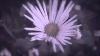 Flowers or Razorwire - Illuminated