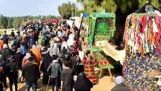 مشايه ولحضرته _ علي الكربلائي موكب ناحية شيخ سعد