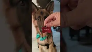 Shadow got his First Name Tag - German Shepherd Dog Shadow #shortsvideo #shorts  #foryou #ytshorts
