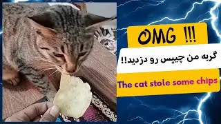 Cat Discovered Stealing Chips