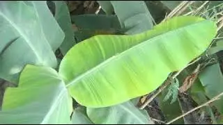 Banana crop cultivation iron deficiency