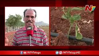 Fake Mirchi Seeds in Nellore | Farmers Facing Huge Losses | NTV