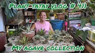 PLANT TATAY VLOG # 411: My AGAVE collection