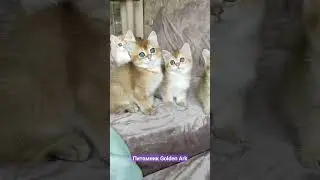 Питомник британских кошек Golden Ark. Инстаграм :cattery_golden_ark.  VK : Golden Ark.  +79182972215