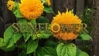 #SUNFLOWER #TEDDYBEARSUNFLOWER #DWARFSUNFLOWER (AFTER 3 WEEKS) UPDATE