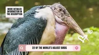 22 Of The World&rsquo;s Ugliest Birds 🦅 🦤 🦃
