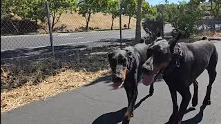 Doberman Diaries: Cali&rsquo;s Chaos & Dojo&rsquo;s Calm | Real Talk on the Breed
