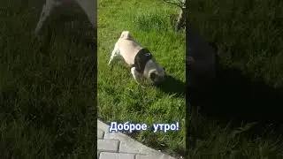 #собака #забавные #животные #собаки #мопс #мопсик