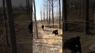 #Creator Center#Creative inspiration#Funny#Funny video#Trending on Weibo