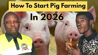 How he made 10 Million in Pig Farming 