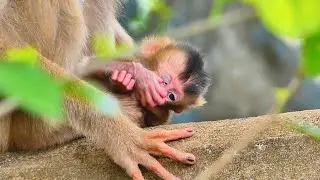 Pathetic...Baby monkey monkey Sada sick eyes.