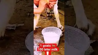 100 liter milk 🥛 😋 #viralvideo #shorts #goat