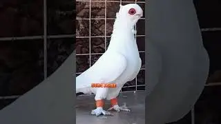 Thank for 104k veiws 🙏🙏top fancy pigeon beautiful 😍#birds #kabuatar #breedingprogress #kabutar vedio