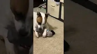 Jack loving his toy! - All The Dogs AL #adoptabledog #rescuedog #fosterdog #fosteringsaveslives