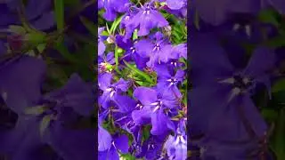 🌺Lobelia, the highlight of any garden🌺 #garden #flowers #flowers #garden #shortsvideo #shorts