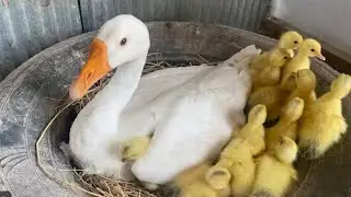 تزغيط الوز علشان رمضان 