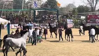 Horse Show moga mare marwari 2025