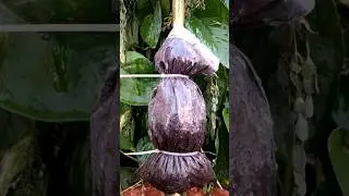 Can AIR LAYERING Really Grow a MORINGA Tree Faster?