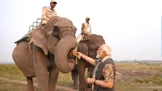 Unparallel Beauty of KAZIRANGA, Assam | Incredible India| Narendra Modi #trending #shortsvideo