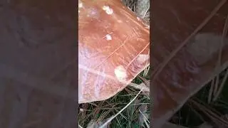 Огромный грибочек #music #olinacz #2024 #travel #mushroom