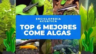 Top 6 mejores peces come algas-top 6