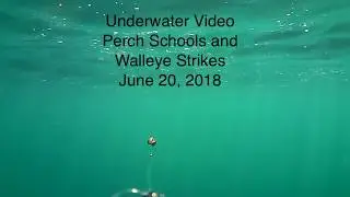 Underwater Perch Schools and Walleye Strikes