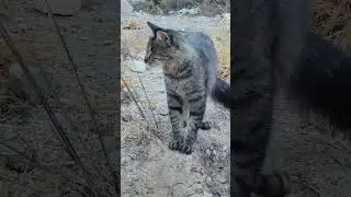 20250905 072546 #cat #cute #blindcat #blindcatsrock #blindpet #funny #cuteanimal #animals