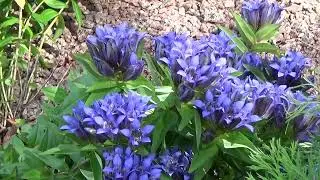 Gentiana septemfida Pallas