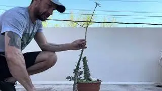 Serie Poda Drástica de Palo Borracho (Capítulo 4)