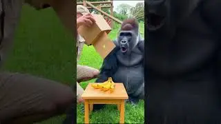 Zookeeper Turns Apple into Bananas 🍌 gorilla was surprised #shorts