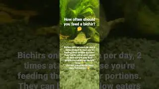 How often should you feed a bichir?🤔 #fishkeeping #fish #fishfeeding #shorts #bichir