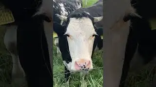 Animals in the village: cows, geese, goats, horses, chickens, sheep, pigs, ducks #shorts