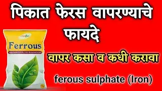 पिकात फेरस वापरण्याचे फायदे | वापर कसा व कधी करावा | Ferous sulphate Fertilizer 