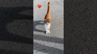 Eine rothaarige Katzen Sch&ouml;nheit begr&uuml;&szlig;t mich 🙂#cat#catlover #viral #amazing