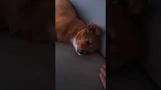 Как же это трогательно!😥#shorts #cute #story #mimi #няшки #любовь #pets #puppy