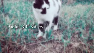 Alex Boamfa - Fields Of Grey