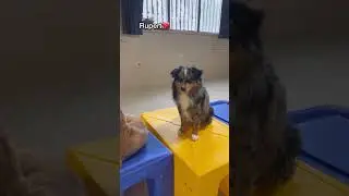 How dogs react to their names being called at dog daycare! #dogdaycare #dogshorts #doglovers