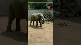 Elephant Kept Placing Stones in Corner of Enclosure&hellip;