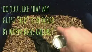 Heat Wave: Checking on the Worms