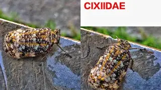 Cixiidae