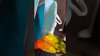 #muffin #conure @tangybitesK.F.S #babyparrot #talkingparrot