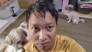 situasi pagi dengan 10 anjing